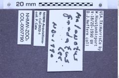 Etikette zu Melanotus gradatus (LeConte, 1866) (NHMW-ZOO-COL-0007790)